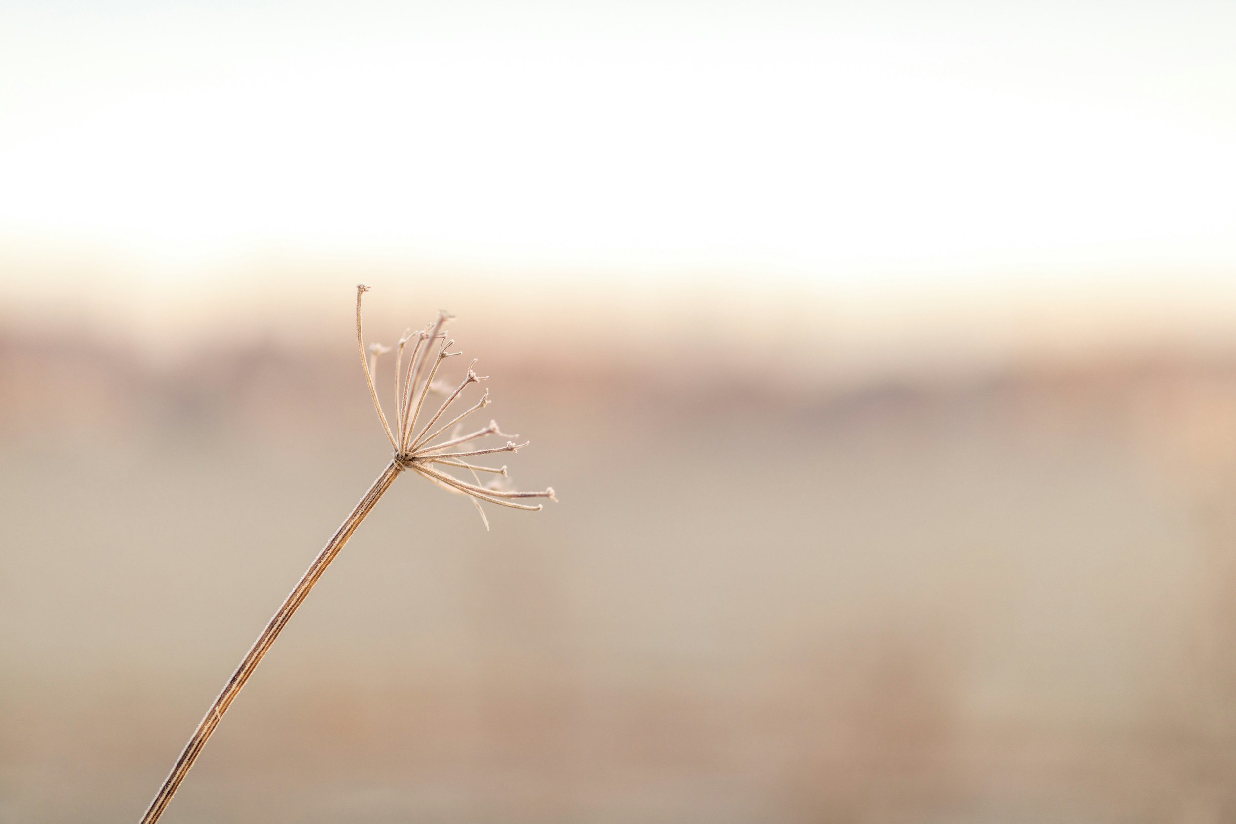 A flower image